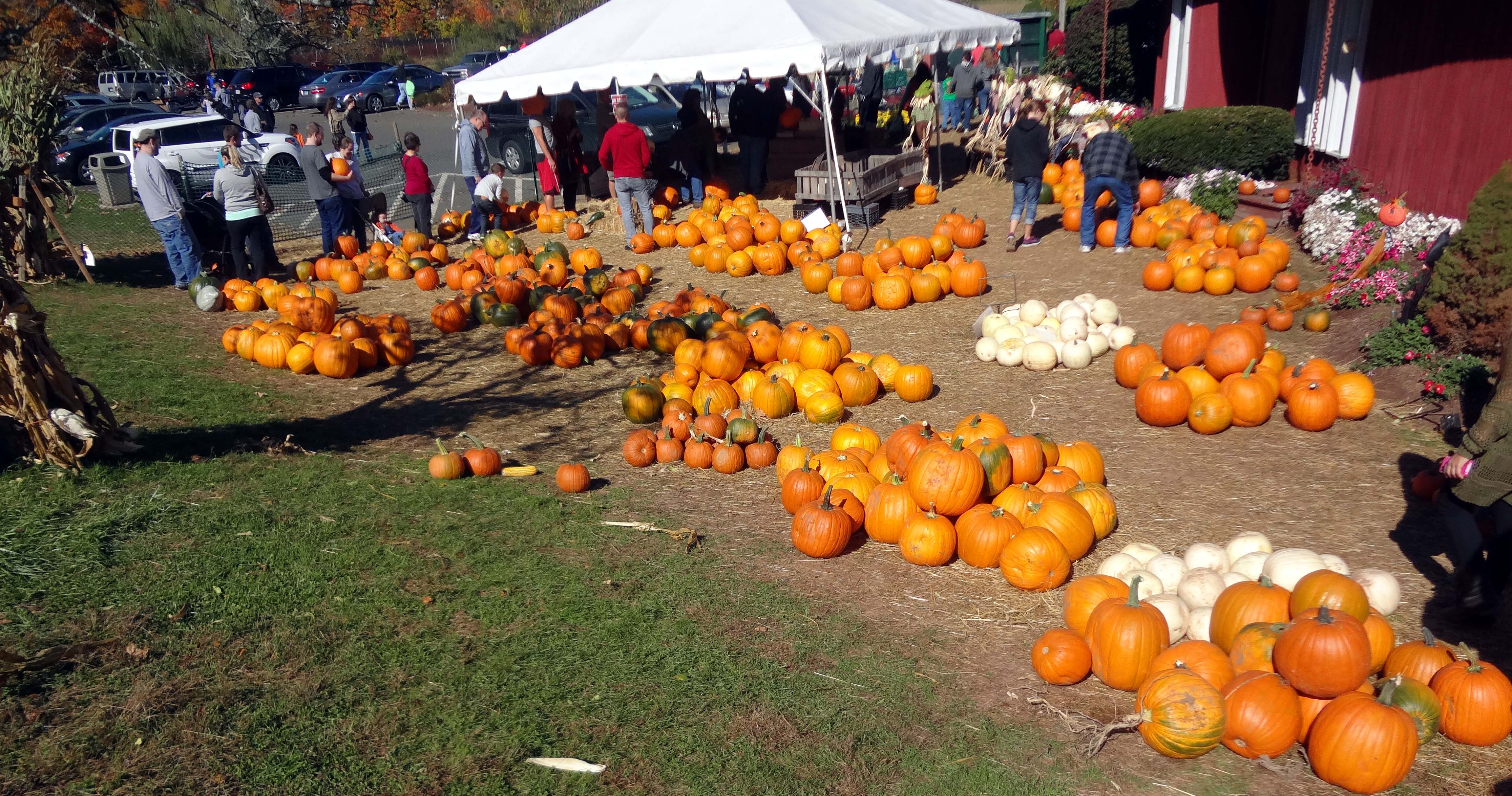 2015 Pumpkin Patch, Corn Maze & Hayride At Lyman Orchar